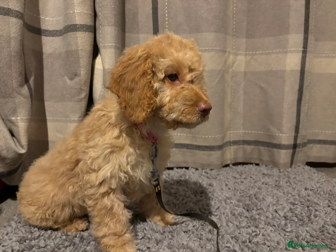 Cockapoo dogs for sale: 🐶8 Beautiful Cockapoo puppies🐶 - Advert 29