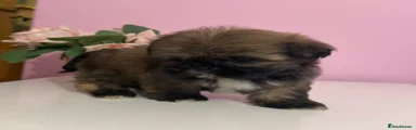 Shih Tzu Puppy 1