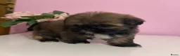 Shih Tzu dogs for sale: 4 males puppies  - Advert 2
