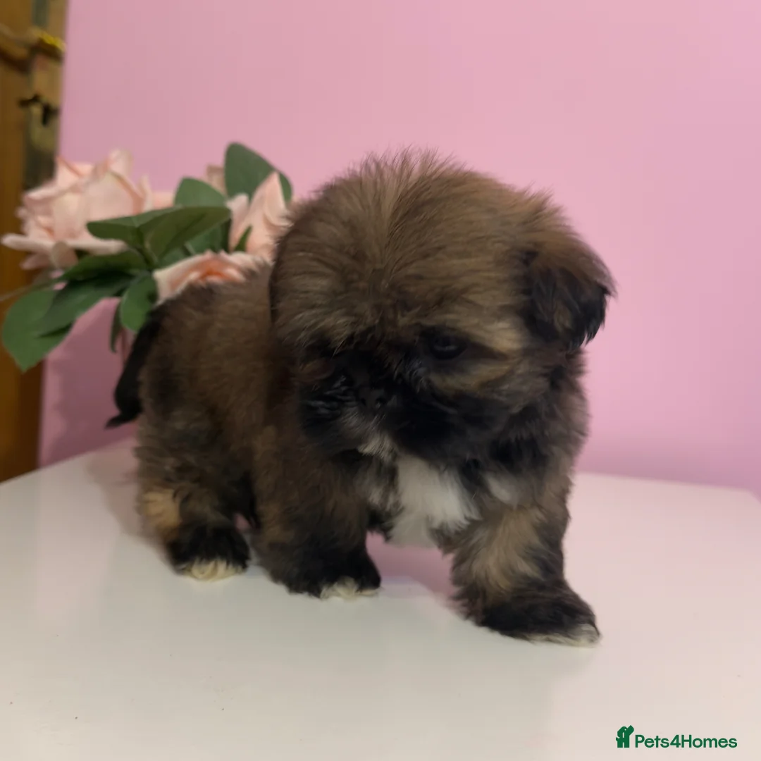 Shih Tzu dogs for sale: 4 males puppies  - Advert 2
