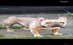 French Bulldog dogs for sale: Reggie - French bulldog  - Image 6