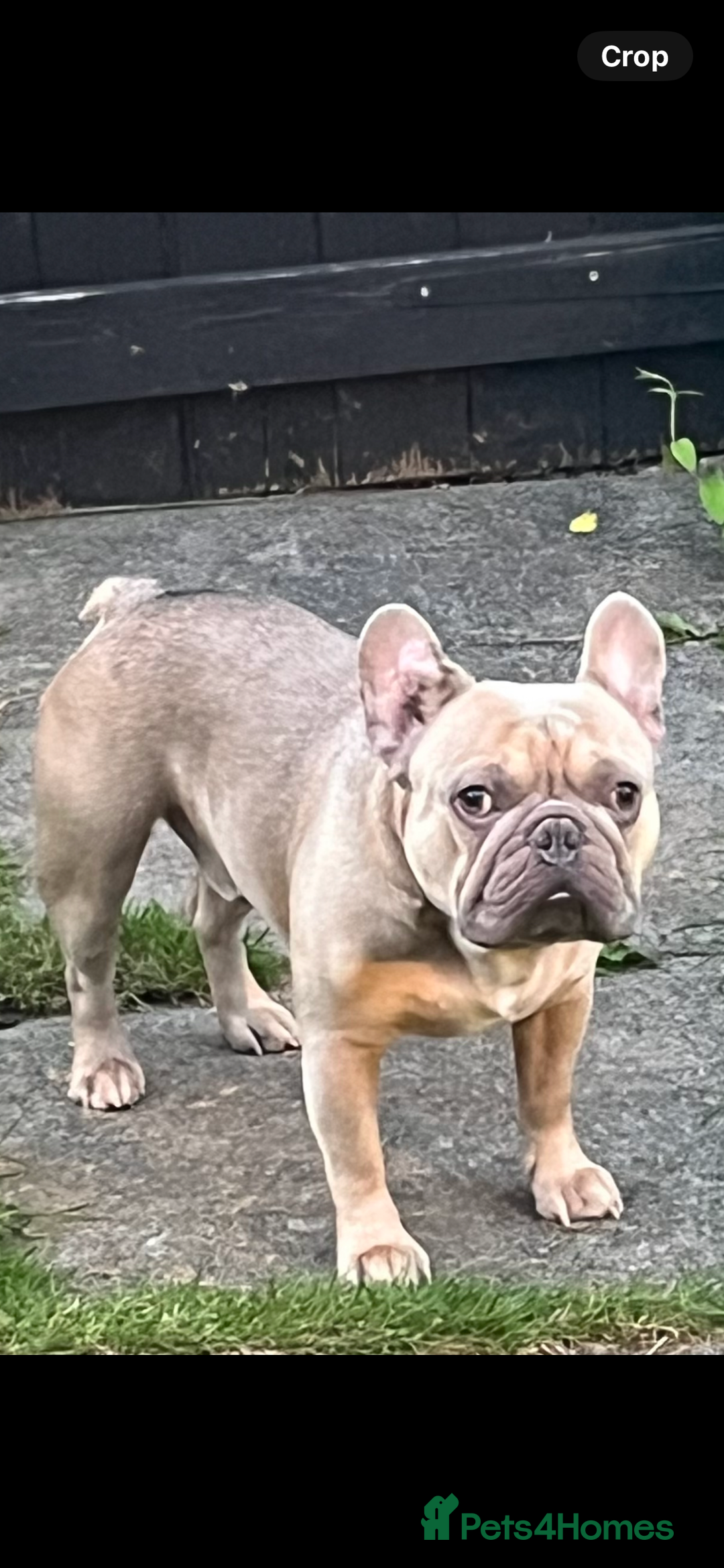 French Bulldog dogs for sale: Reggie - French bulldog  - Image 6