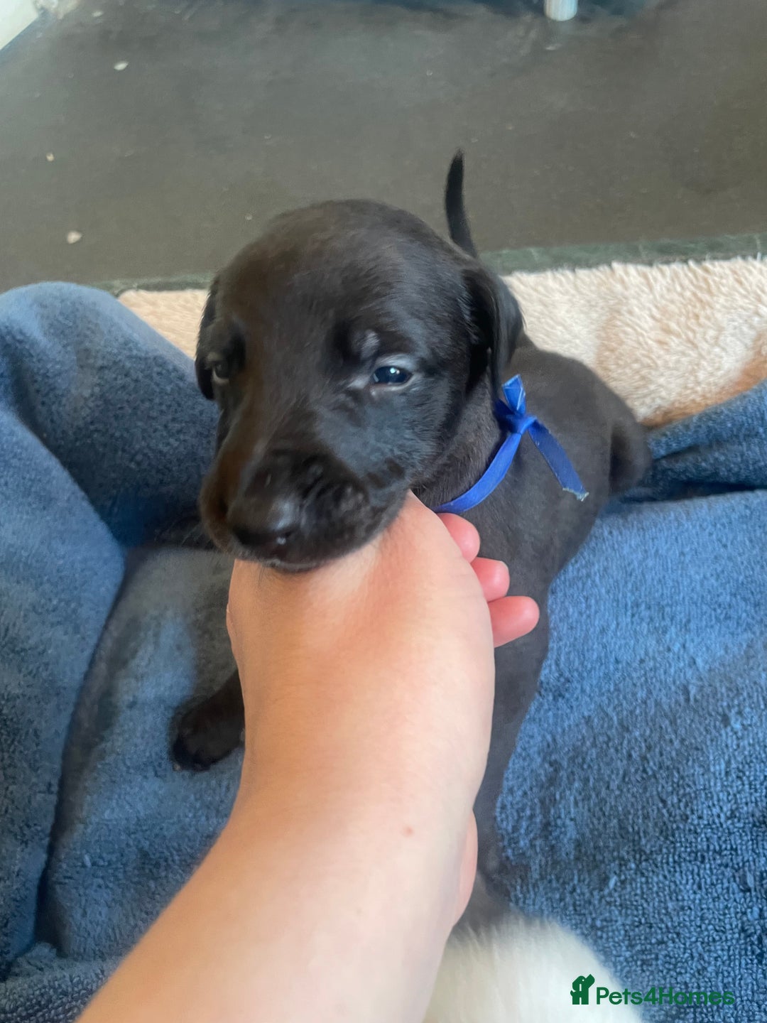 Whippet dogs for sale: Beautiful whippet puppies  - Advert 6