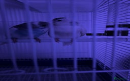 Budgerigars birds for sale: 2 bonded budgies  - Image 2
