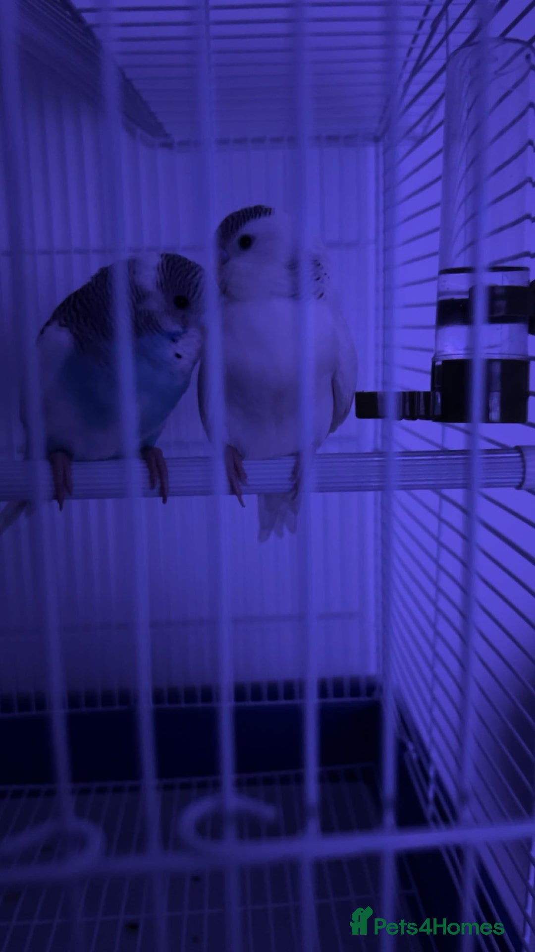 Budgerigars birds for sale: 2 bonded budgies  - Image 2