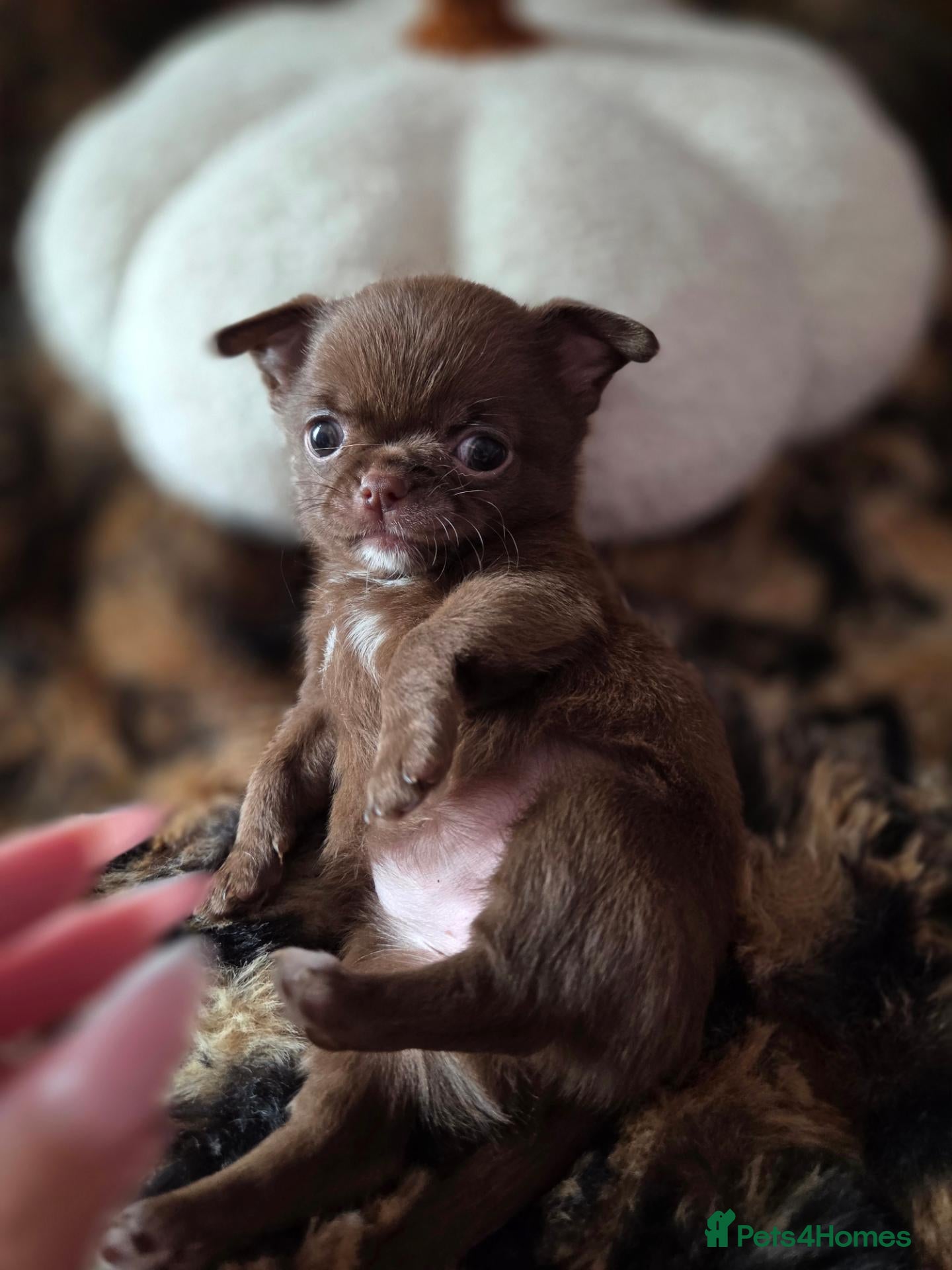 Chihuahua dogs Tiny chihuahua babies  - Advert 1