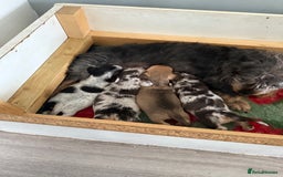 Mixed Breed dogs for sale: Doxiepoo  - Advert 1