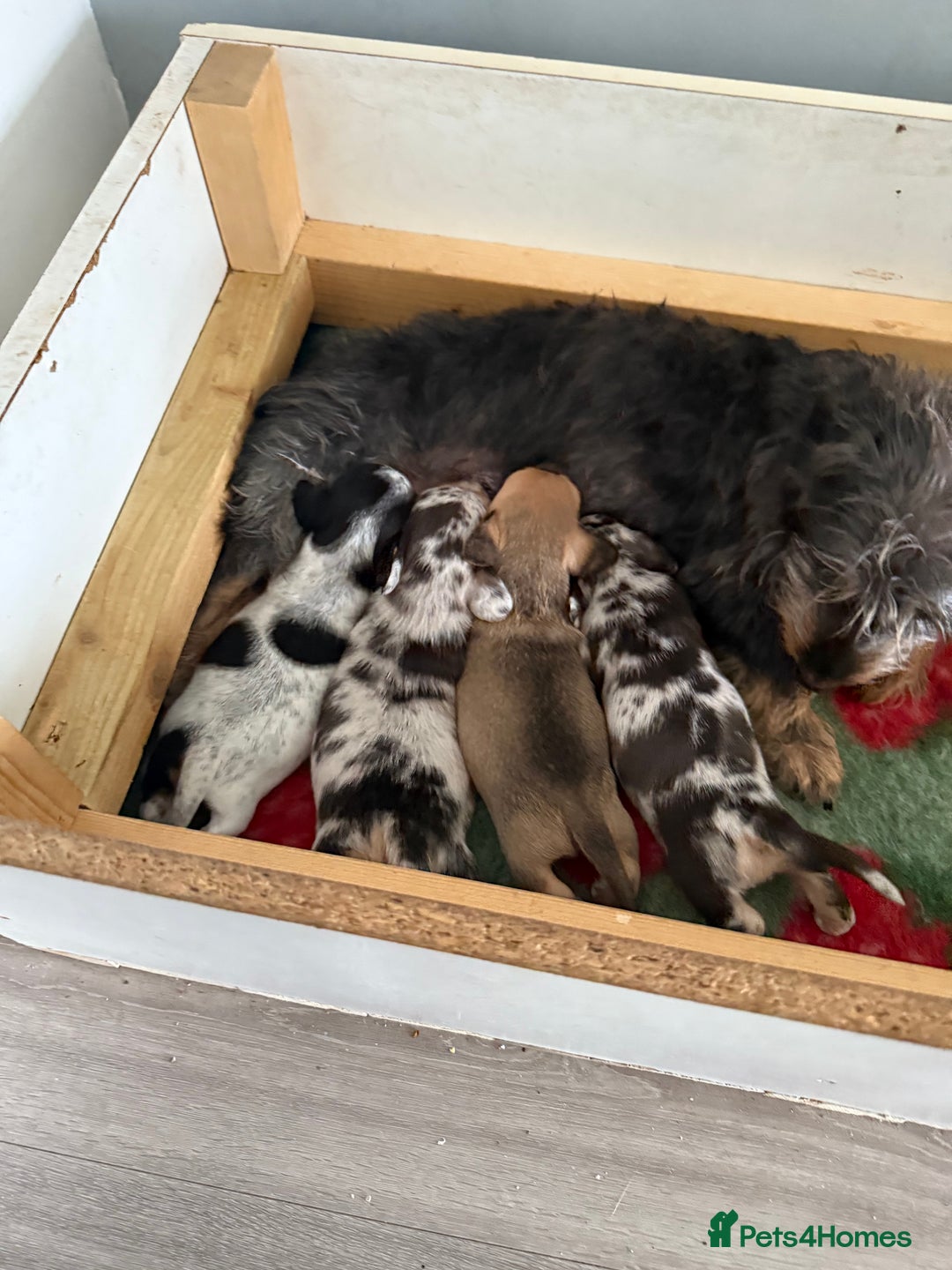 Mixed Breed dogs for sale: Doxiepoo  - Advert 1