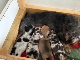 Mixed Breed dogs Doxiepoo - Advert 1