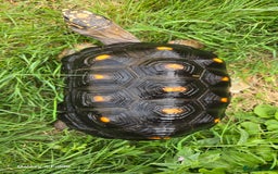 Tortoise reptiles for sale: Leopard, red and yellow foot tortoise  - Image 5