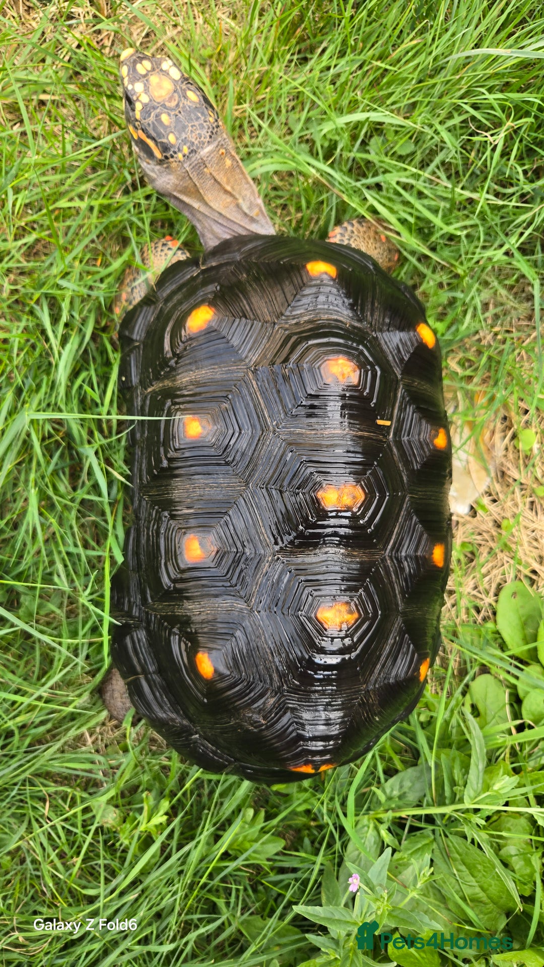 Tortoise reptiles for sale: Leopard, red and yellow foot tortoise  - Image 5