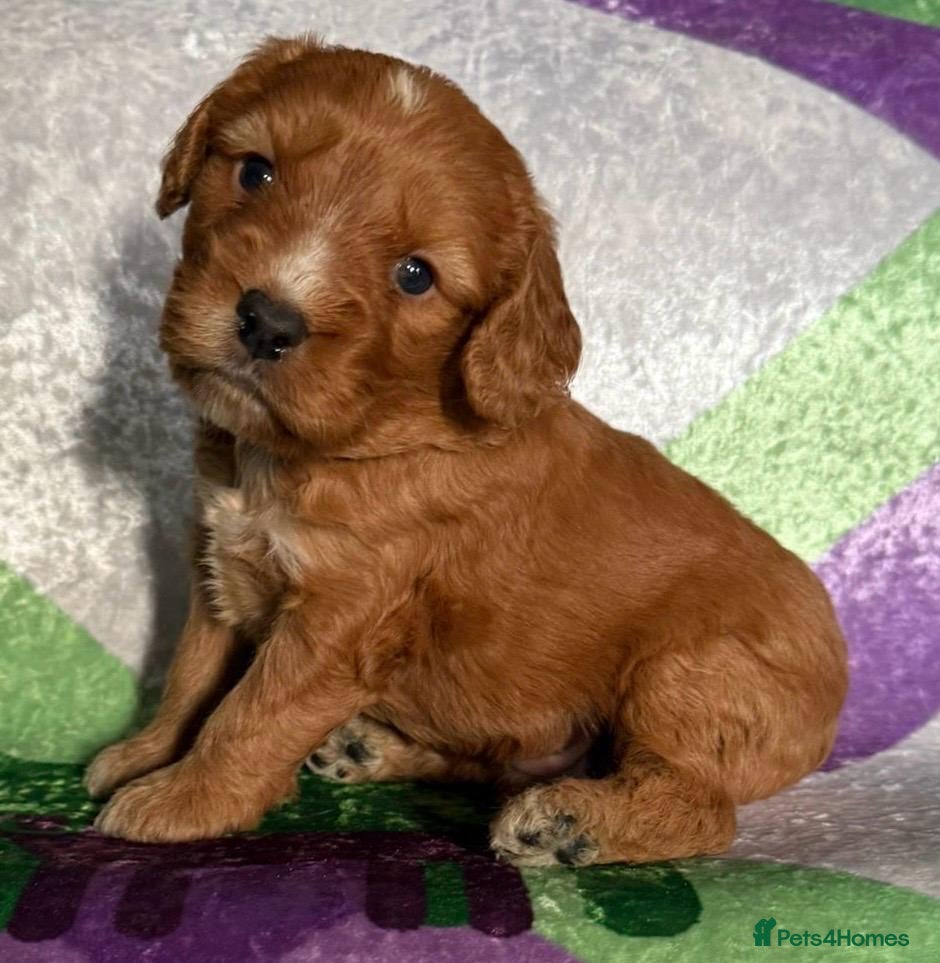 Cockapoo dogs F1 mini cockapoos fox reds 30 dna health tested  - Advert 13