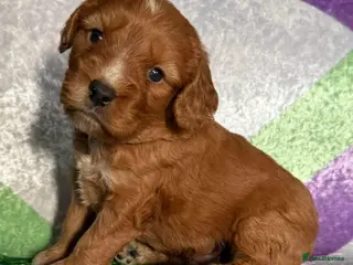 Cockapoo dogs F1 mini cockapoos fox reds 30 dna health tested - Advert 13