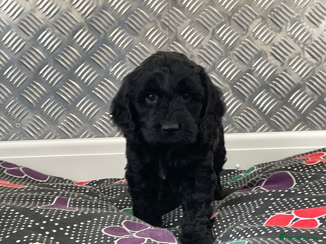 Cockapoo dogs for sale: F1 Cockapoo puppies for sale  - Image 21