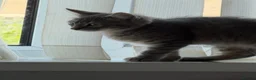 British Shorthair cats for sale: Stunning male kitten  - Advert 2