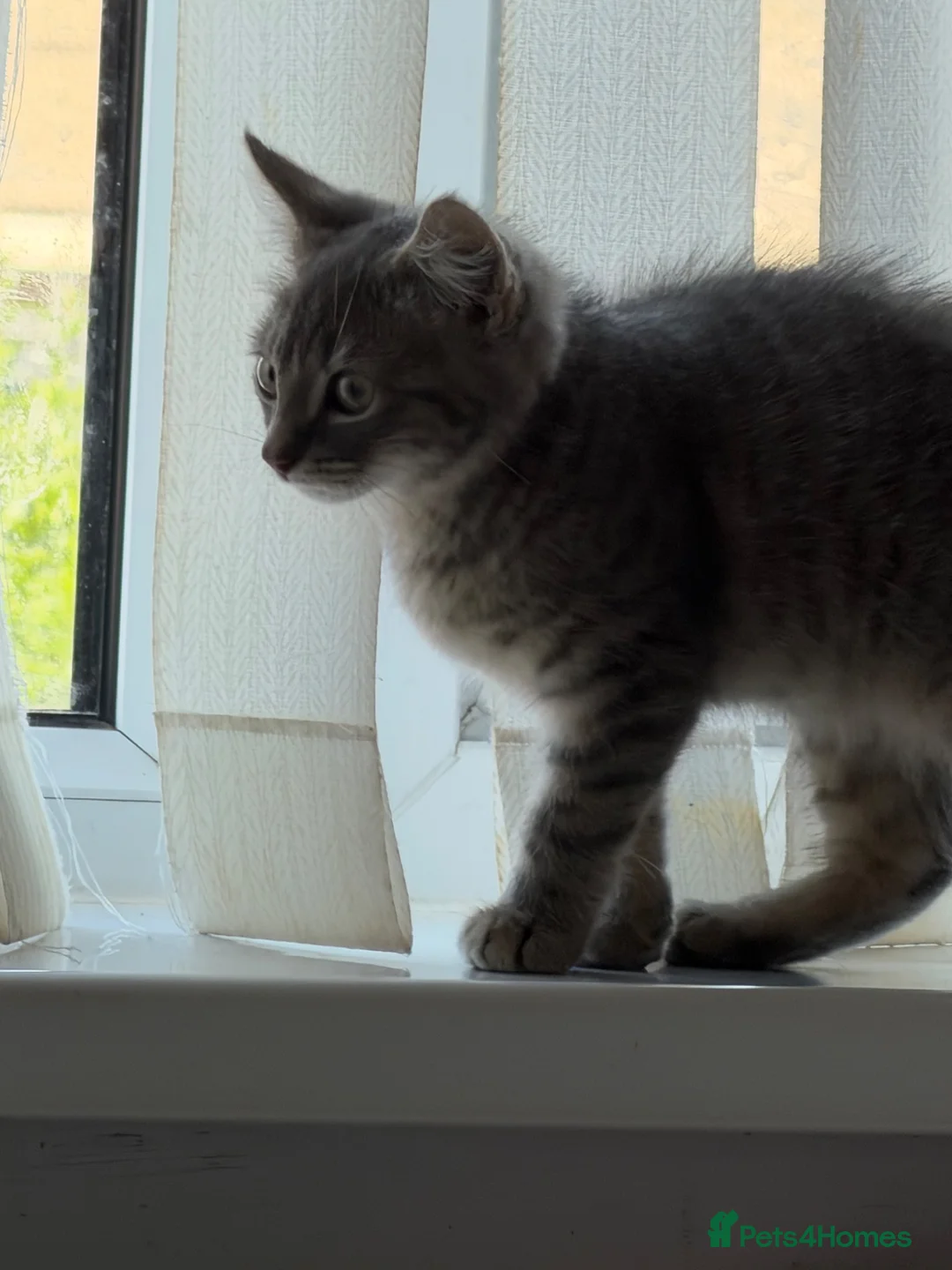 British Shorthair cats for sale: Stunning male kitten  - Advert 2