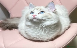 Ragdoll cats for sale: Super seewt Pure Ragdoll - Image 3