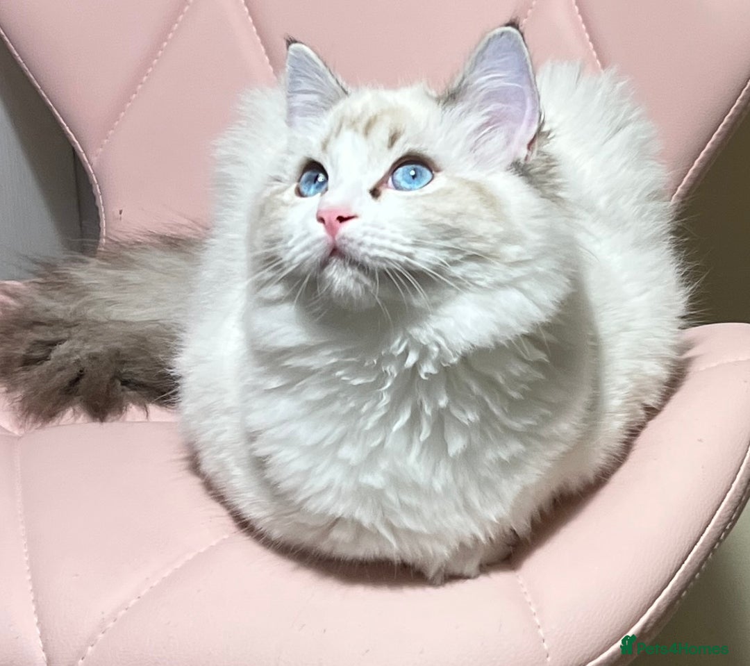 Ragdoll cats for sale: Super seewt Pure Ragdoll - Image 3