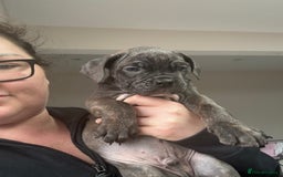 Mixed Breed dogs for sale: canó corso cross british bulldog stunning colours  - Image 22
