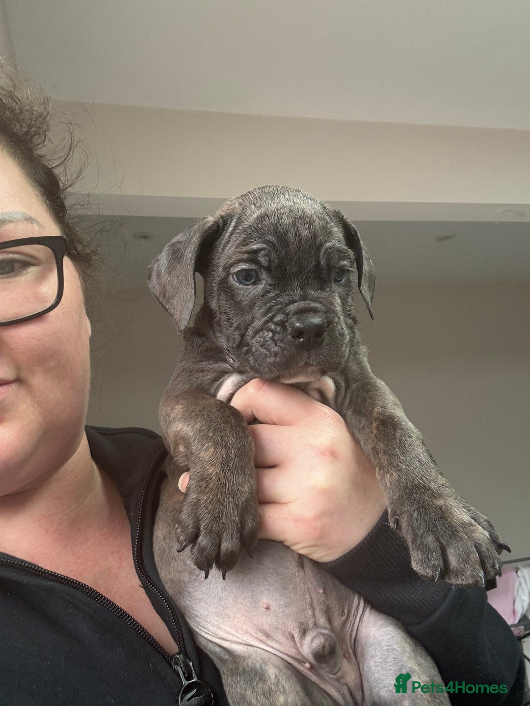 Mixed Breed dogs for sale: canó corso cross british bulldog stunning colours  - Image 22