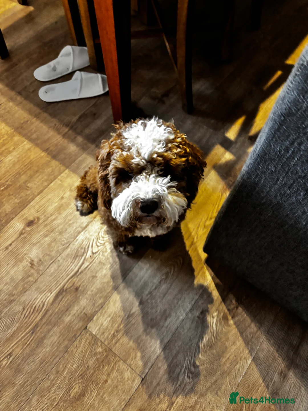 Cockapoo dogs for sale: Beautiful cockapoo  - Advert 2