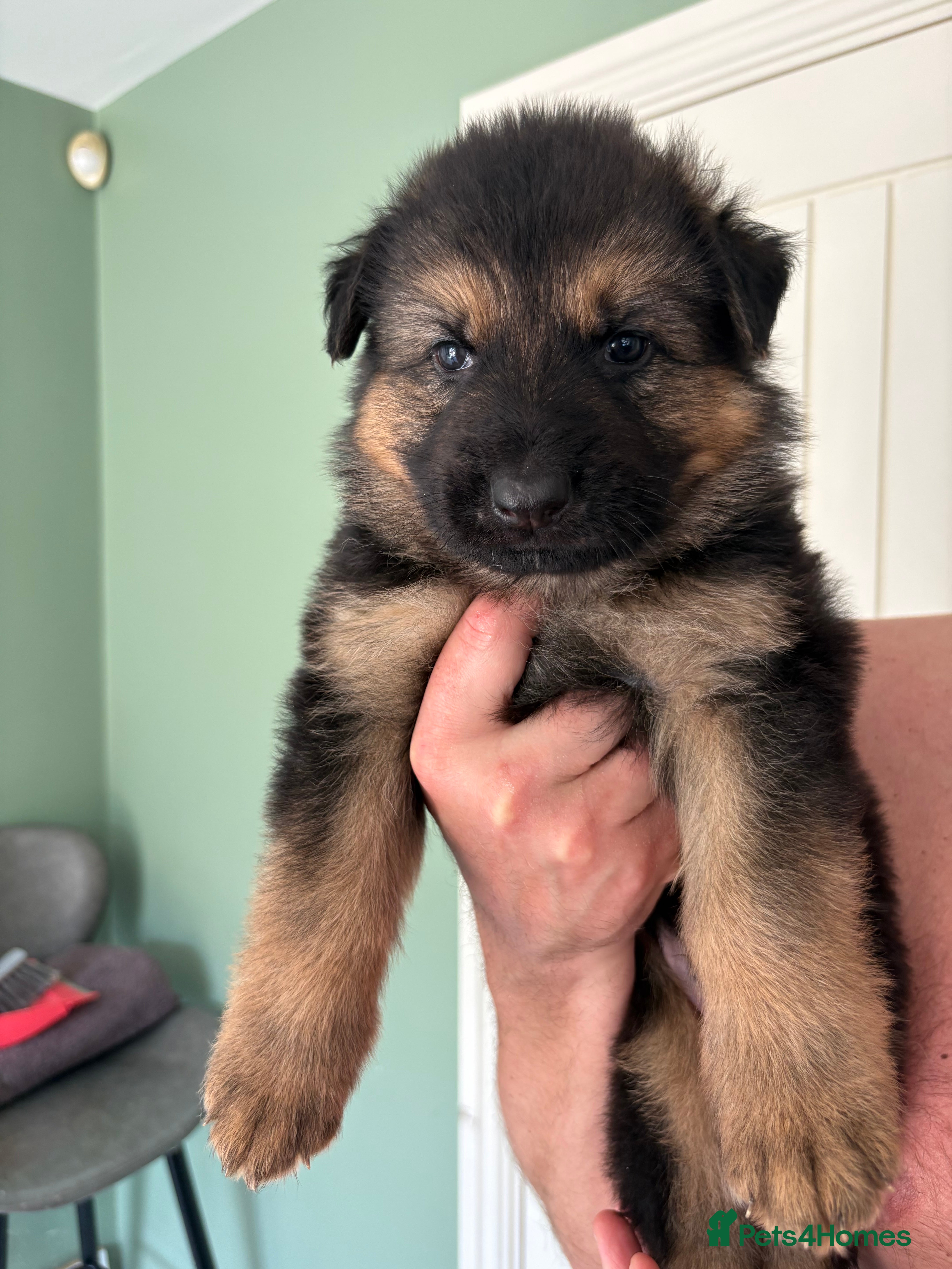 German Shepherd dogs 7 beautiful pups - Advert 2