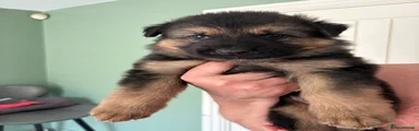 German Shepherd Puppy 7