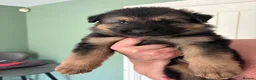 German Shepherd dogs for sale: 1 chunky boy ready to leave - Advert 17
