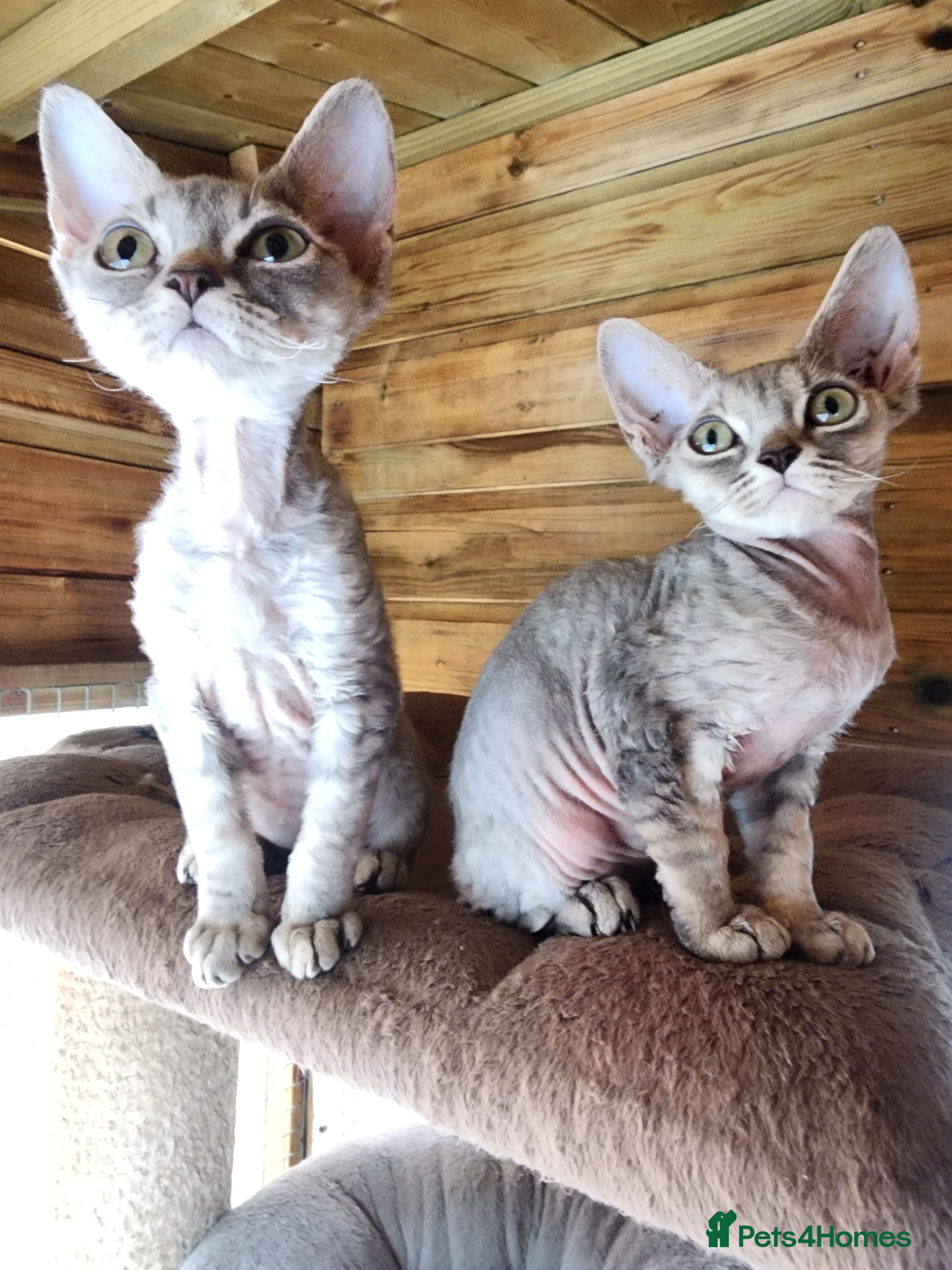 Devon Rex cats 2 Devon Rex female kittens for sale!!!🐯🐯🐯 - Advert 5