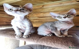 Devon Rex cats for sale: 3 Devon Rex female kittens for sale!!!🐯🐯🐯 - Image 8