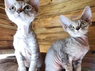 Devon Rex cats Devon Rex female kitten for sale!!!🐯🐯🐯 - Advert 2