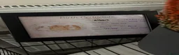 Mini Lop rabbits for sale: Male rabbit mini loop 9 weeks old  - Advert 6