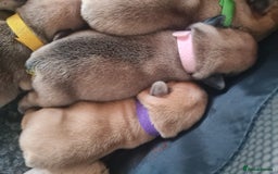 French Bulldog dogs for sale: French Bulldog puppies - Image 4