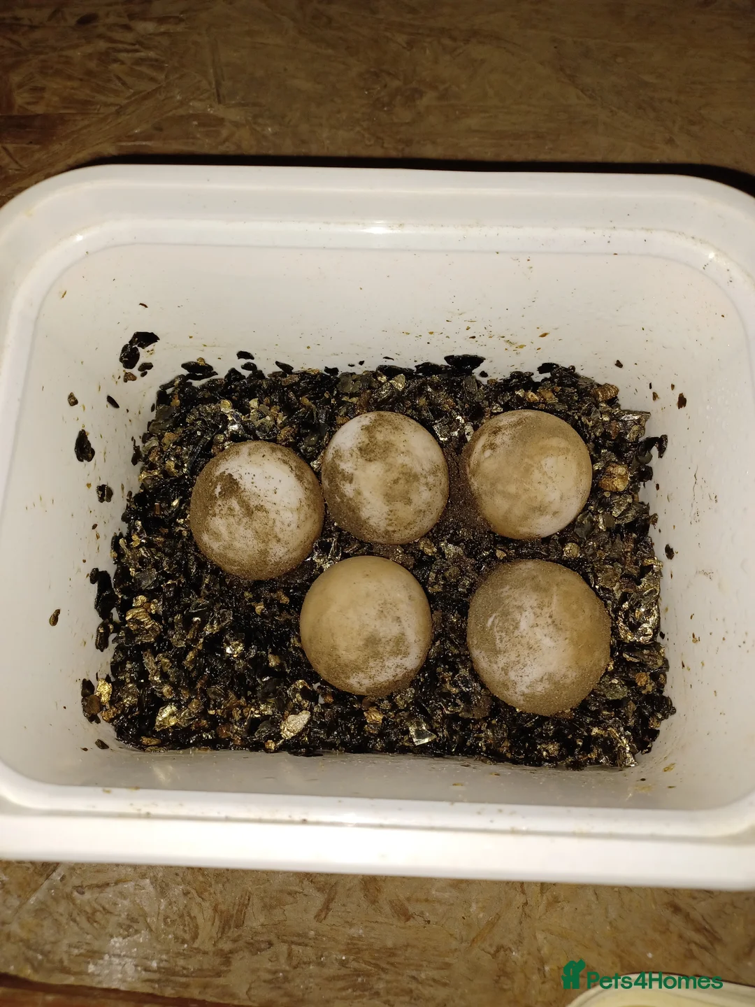 Tortoise reptiles for sale: Adult Breeding FEMALE INDIAN STAR TORTOISE  - Advert 16