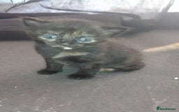 Mixed Breed cats for sale: mixed breed kittens  - Advert 2