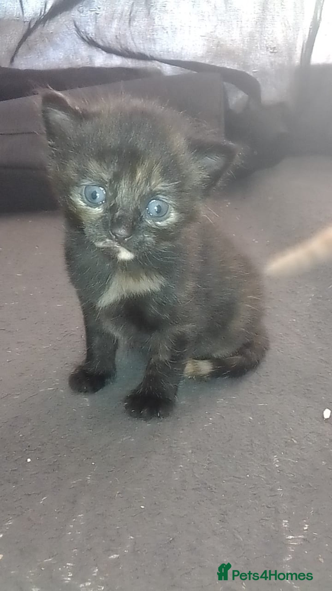 Mixed Breed cats for sale: mixed breed kittens  - Advert 2