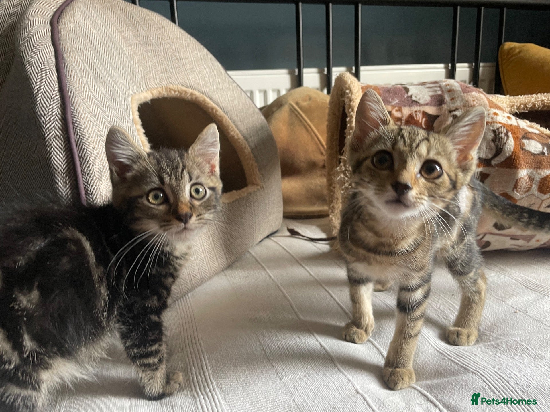 Domestic Shorthair cats Ash & Etta, 4 month old kitten pair - Advert 1