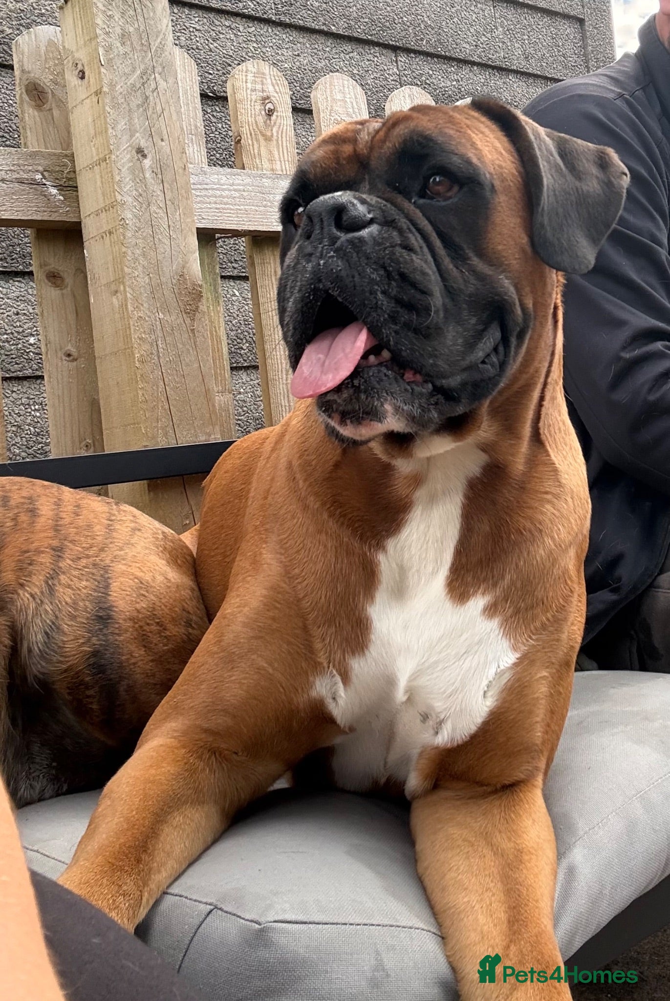 Boxer dogs Proven Tailed KC Reg Stud, health tested & heart 0 - Advert 10