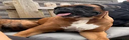 Boxer dogs for stud: Proven Tailed KC Reg Stud, health tested & heart 0 - Advert 1