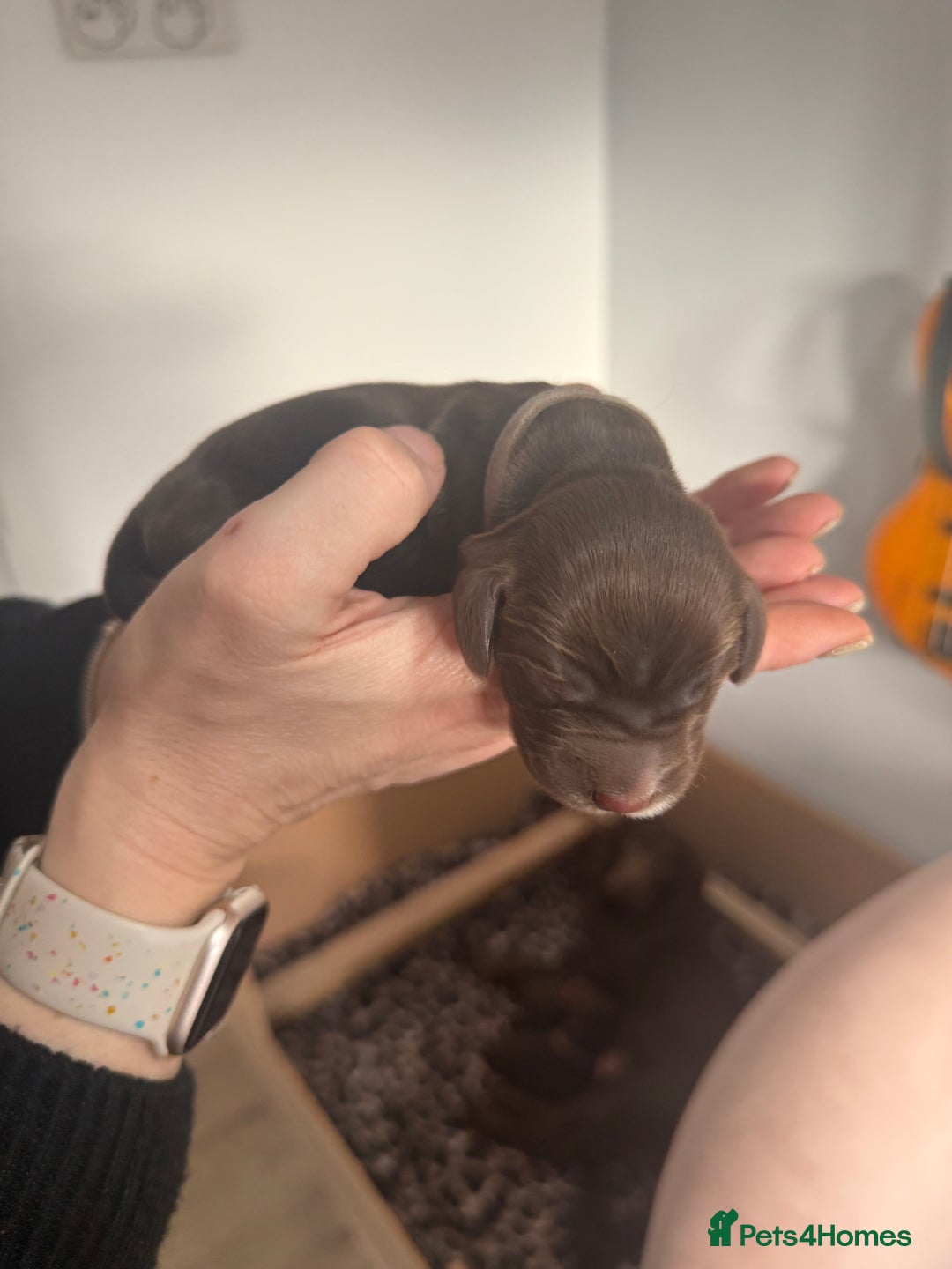 Cocker Spaniel dogs for sale: 6 beautiful Cocker Spaniel puppies.  - Advert 30