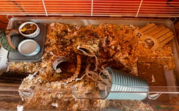 Hamster rodents for sale: Male Syrian hamster - Image 6