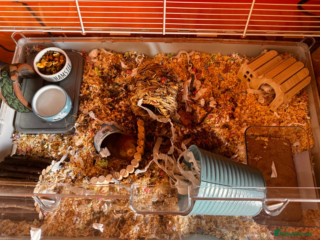 Hamster rodents for sale: Male Syrian hamster - Image 6
