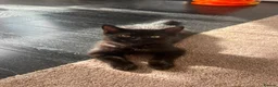Mixed Breed cats for sale: 3 Healthy Playful Kittens Looking for Loving Homes - Advert 5