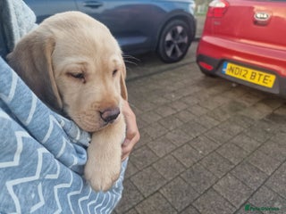 Labrador Retriever dogs Working Labrador puppies - Advert 2