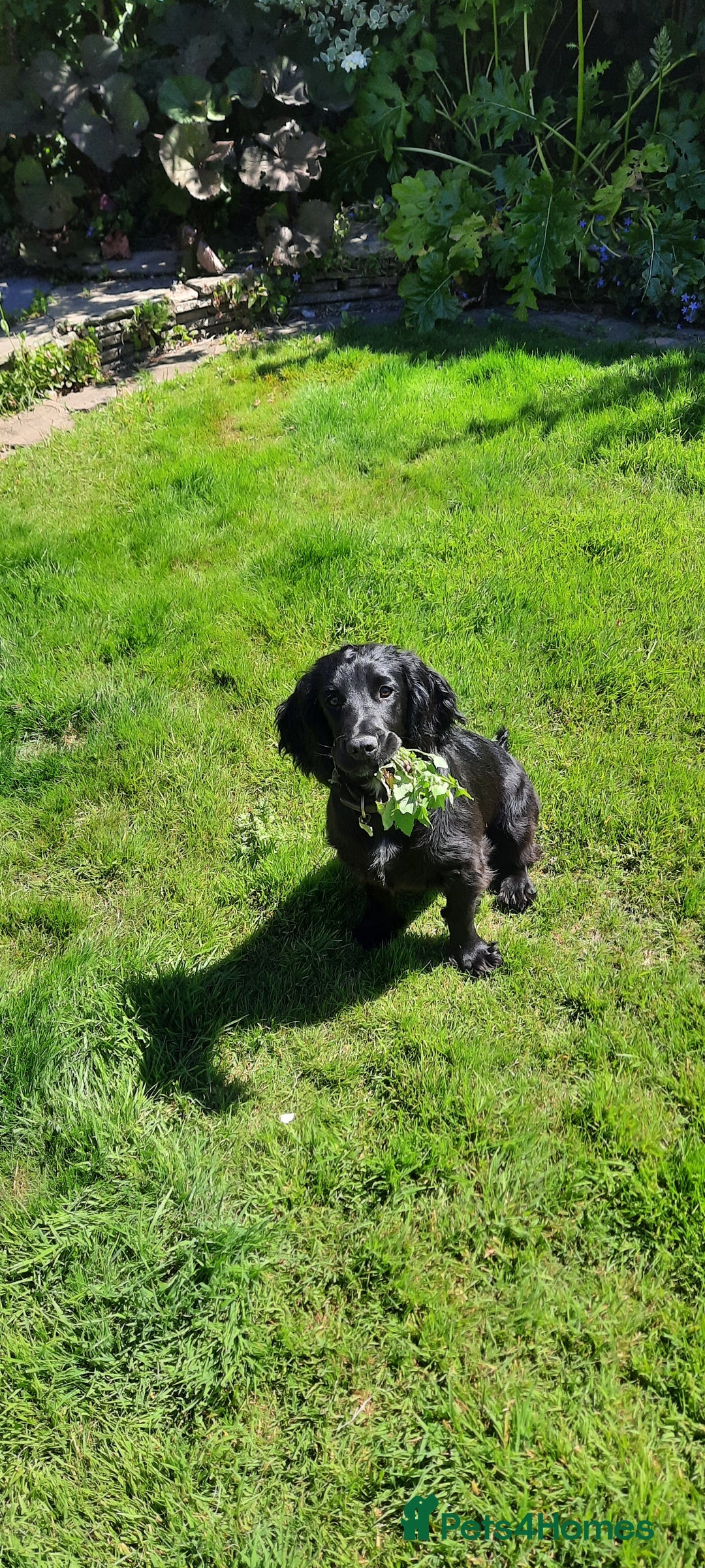 Cocker Spaniel dogs for sale: FTCH, KC REG working cocker pups - Image 25