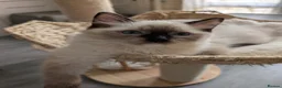 Ragdoll cats for sale: Ready! Stunning GCCF REG PEDIGREE RAGDOLLS - Advert 8
