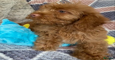 Cockapoo dogs - Advert 10