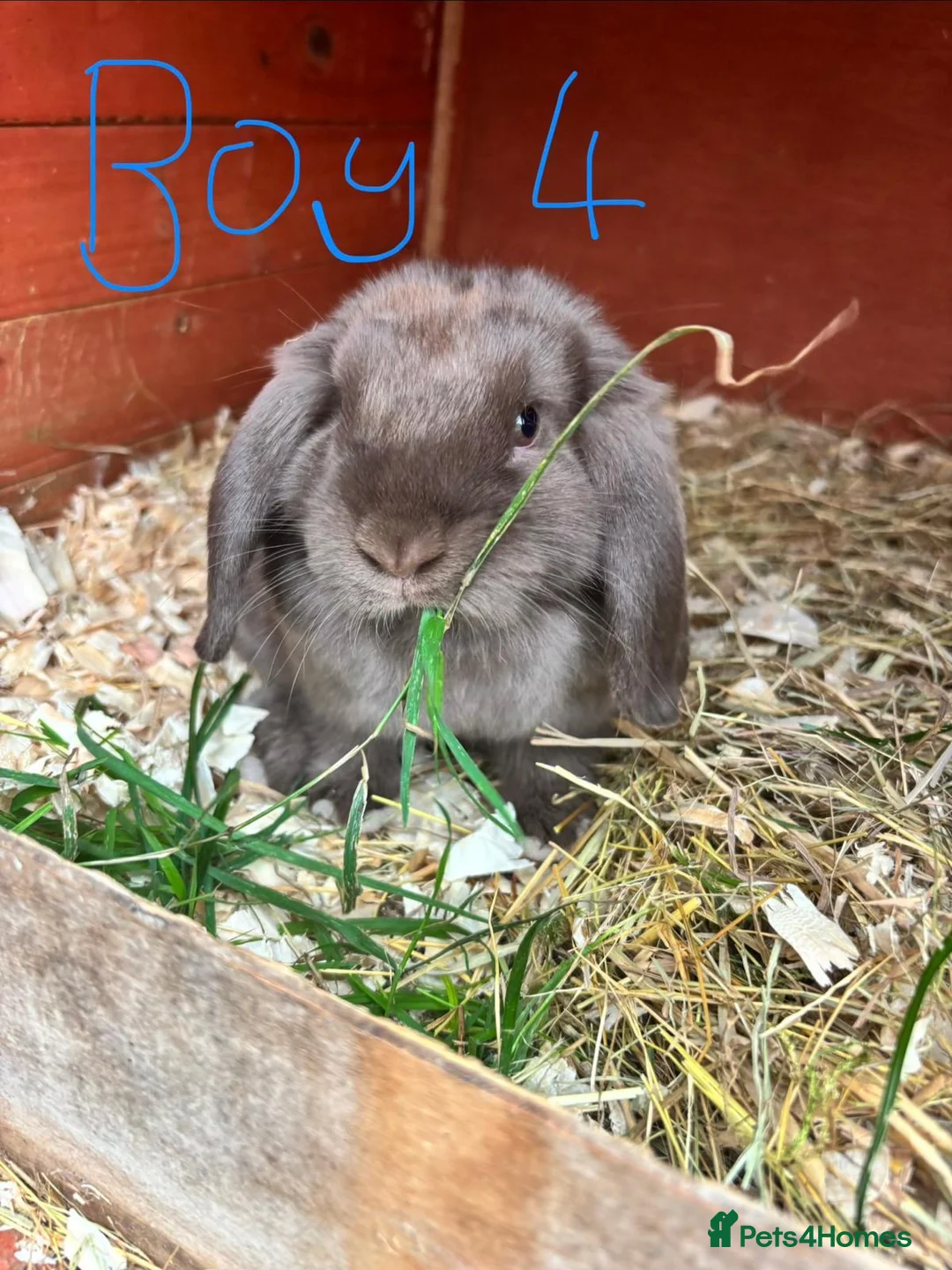 Mini Lop rabbits for sale: 3 beautiful baby mini lops ready to reserve  - Advert 5