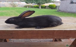 English Spot rabbits for sale: Male Baby english rabbit - Image 1