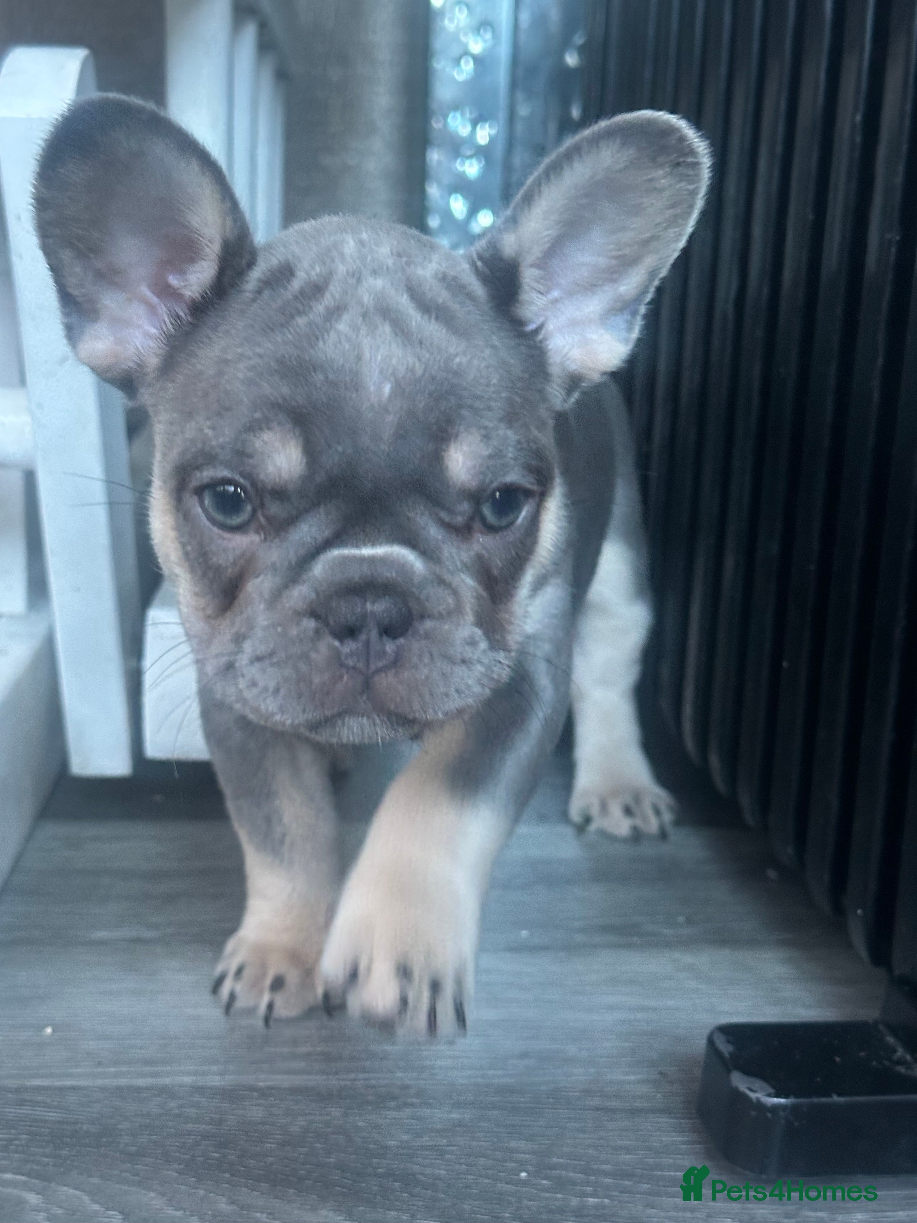 French Bulldog dogs 3 FRENCH BULLDOG GIRLS - Advert 2